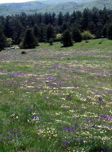 Valle delle Orchidee